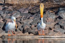 PelicansCrazy-309.jpg