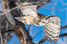 OwlFlight-315.jpg