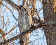 OwlPerched-315.jpg