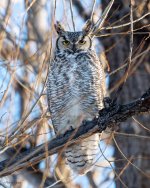 OwlPerched-316.jpg