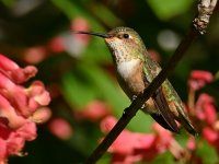 Hummer3.jpg