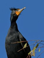 Cormorant.jpg