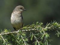 Mockingbird.jpg