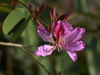 OrchidTree4.jpg