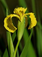 Iris.jpg