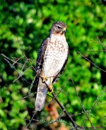 DSC_2377_001.JPG