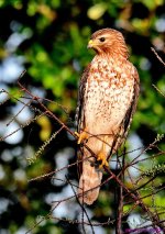 DSC_2383_001.JPG