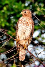 DSC_2395_001.JPG