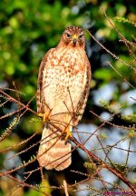 DSC_2416_001.JPG