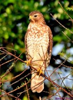 DSC_2417_001.JPG
