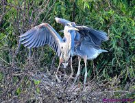 DSC_2358_001.JPG