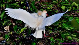 DSC_2431_001.JPG