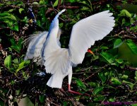 DSC_2432_001.JPG