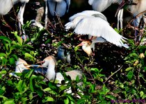 DSC_2460_001.JPG