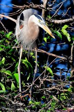 DSC_2466_001.JPG