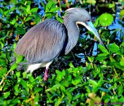 DSC_2486_001.JPG