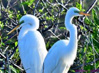 DSC_2477_001.JPG
