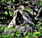 DSC_2797_001.JPG