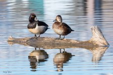 RingedNeckPair-315.jpg