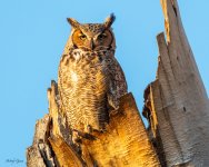 OwlNestSunrise-319.jpg