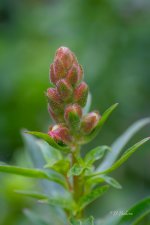 _DAB9355-topaz-denoiseraw-sharpen.jpg