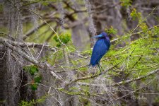 _DAB9205-topaz-denoiseraw-2.jpg