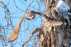 OwlFlight-326.jpg