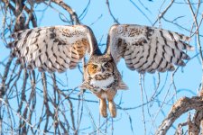 OwlFlight-327.jpg