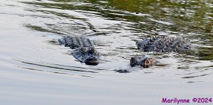 DSC_2507_001.JPG