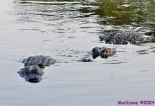 DSC_2512_001.JPG
