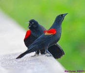 DSC_2547_001.JPG