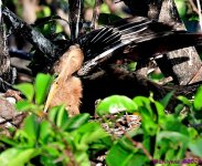 DSC_2598_001.JPG