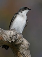 Swallow5.jpg
