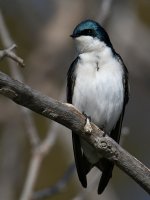 Swallow11.jpg