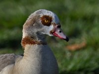 Goose.jpg