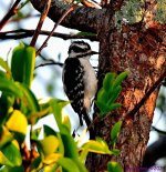 DSC_2651_001.JPG