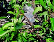 DSC_2715_001.JPG