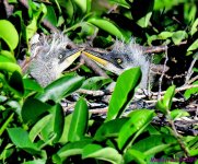 DSC_2746_001.JPG