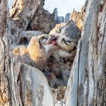 OwlMomFeeding-341.jpg