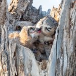 OwlMomFeeding-342.jpg
