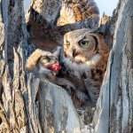 OwlMomFeeding-343.jpg