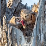 OwlMomFeeding-344.jpg