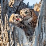 OwlMomFeeding-345.jpg