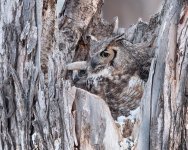 OwlMomBaby-331.jpg