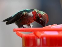 Hummer14.jpg