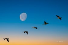 geese-topaz-denoiseraw-sharpen.jpg