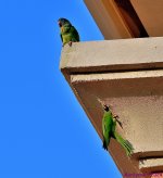 DSC_2895_001.JPG