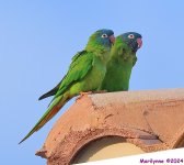 DSC_2946_001.JPG