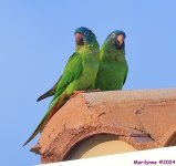 DSC_2947_001.JPG