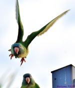 DSC_2976_001.JPG